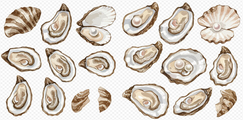 A collection of hand-drawn watercolor oysters and seashells, open on the half shell and with pearls.