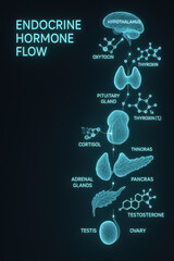 Endocrine Hormone Flow Diagram: An intricate diagram displays the human endocrine system, visually mapping the flow of hormones and the glands involved.