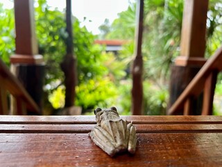 Wooden table with tree frog on nature background. Selective focus.