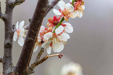 春に咲く白い梅の花のクローズアップ