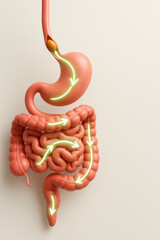 Digestive System Illustration: A detailed and vibrant illustration of the human digestive system, showcasing the intricate pathways of food processing from stomach to intestines.