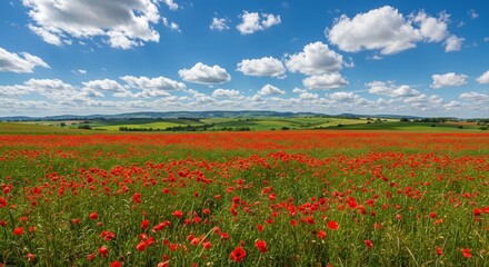 field of poppies