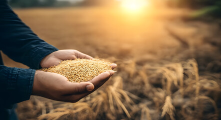 Farmer’s calloused hands holding wheat grains with sunset background, symbolizing organic food production and agricultural freedom
