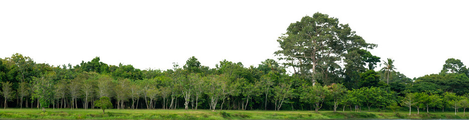 Natural green forest tree line with transparent background PNG for design and creative projects. natural forest, tree line, green trees, nature PNG isolated