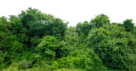 Natural green forest tree line with transparent background PNG for design and creative projects....