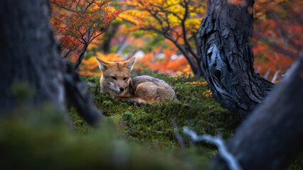 fox in the woods