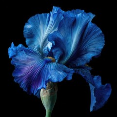 A vibrant blue iris blossom, dramatically lit against a stark black background, showcases its intricate ruffled petals and subtle color variations
