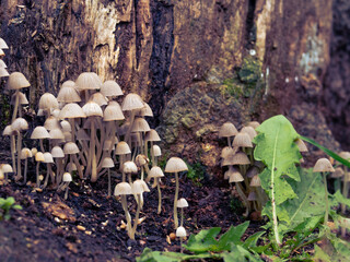 Yellowleg bonnet mushrooms, Mycena epipterygia, growing at an old linden stump in autumn, closeup with copy space