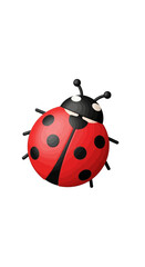 Obraz premium Vibrant Red Ladybug with Black Spots on White Background.