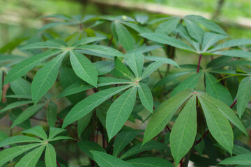 detailed closeup of fresh green cassava leaves with natural background in tropical farmland