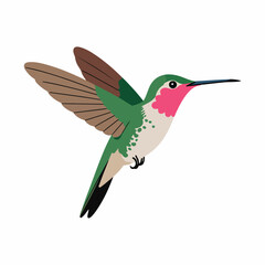 Fototapeta premium Hummingbird flying in cartoon style illustration
