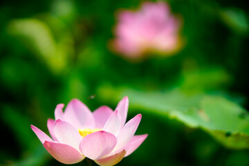 Obraz premium Beautiful Pink Lotus Flower on Green Background in Nature Setting
