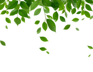 Obraz premium Falling Green Leaves Cascade, Transparent Background