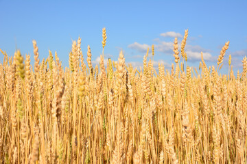 Golden Wheat Field Under a Clear Blue Sky agricultural landscape