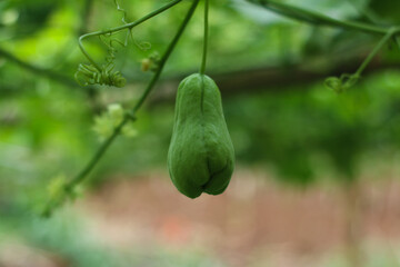 close up chayote fruit hanging fresh green vegetable captured in sumedang, west java, indonesia.