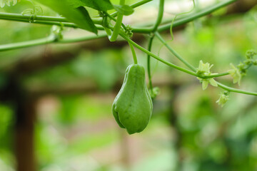 green young chayote fruit with small blooming flower attached on climbing plant vine outdoors