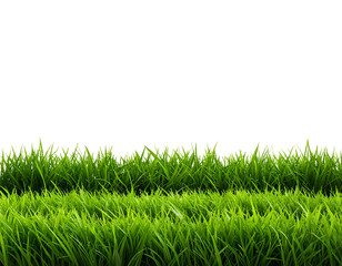 Fototapeta premium Realistic Green Grass Border Isolated on Transparent Background