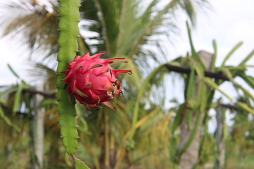 Single Dragon Fruit with Copy Space