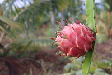 Single Dragon Fruit with Copy Space