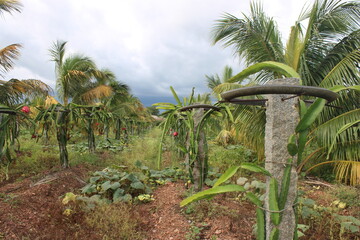 Wide Angle View of Dragon Fruit Plants in the Garden