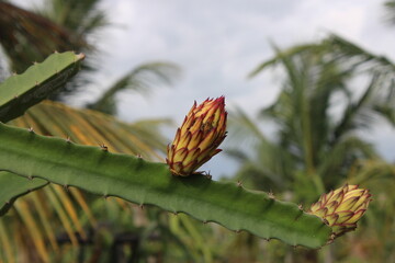 Dragon Fruit Flower on the Plant