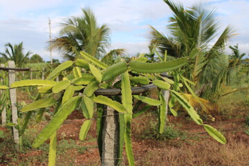Close-Up of Dragon Fruit Plant in the Garden