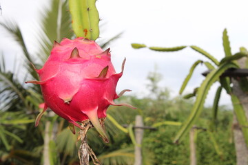 Single Dragon Fruit with Copy Space