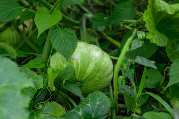 풀잎들 속에서 동그랗게 자라고 있는 호박 