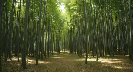 Fototapeta premium serene bamboo forest path with dappled sunlight