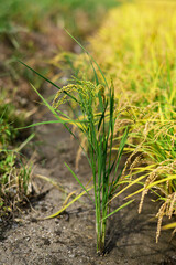 논에서 잘 익고 있는 노란색 벼 