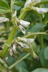 Chocolate spot fungus damaging broad bean flowers and stems in garden