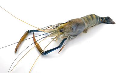 Fresh river prawns isolated on white background. Big freshwater prawns. River prawns for cooking.