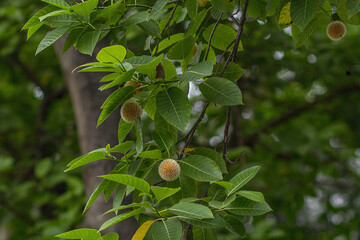 Obraz premium Ripening plums hanging on a tree branch surrounded by lush green leaves