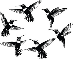 Hummingbird silhouette vector set, flying bird poses, black and white illustration, tropical wildlife art, decorative animal design, stock image