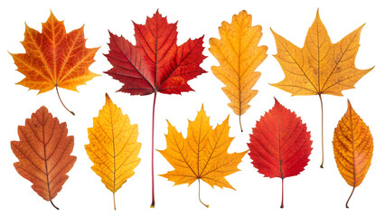 autumn leaves isolated on white