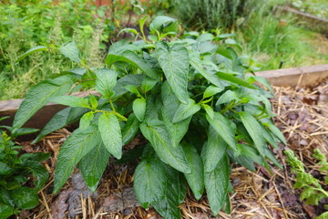 Pepino dulce plant growing in permaculture garden with mulch