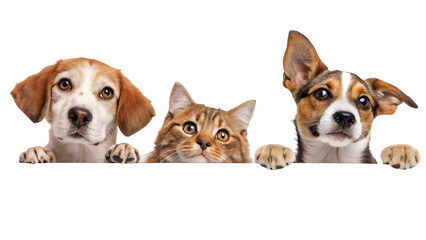 Dogs and Cats Peeking Over Web Banner Extracted