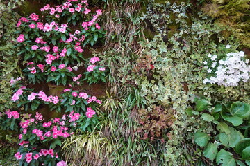 Lush green wall featuring vibrant pink and white flowers