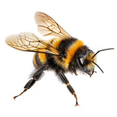 Flying Bee Isolated on Transparent Background, Insect Bee Flying on White Background, Honey Bee in Flight Closeup 