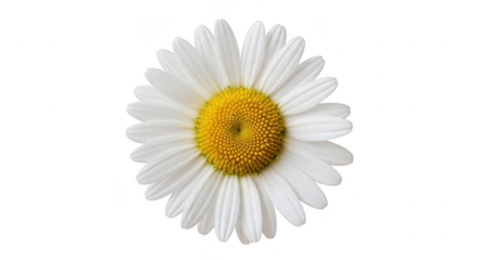 White daisy flower with yellow center isolated on transparent background
