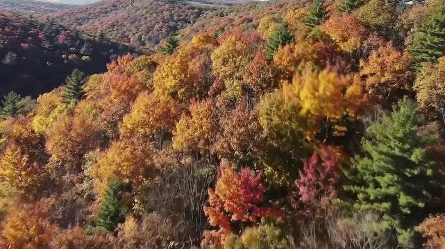 Aerial View of Autumn Forest - A Colorful Tapestry of Nature.