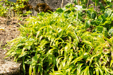 Seersucker sedge or Carex Plantaginea plant in Zurich in Switzerland 6.8.2025