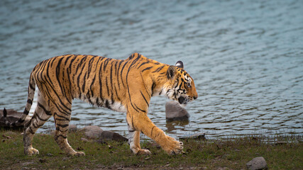 Bengal tigress Arrowhead walking gracefully by a lakeside, showcasing raw power and elegance of the big cat in natural habitat, symbol of jungle, safari, wildlife, wilderness, and untamed beauty.