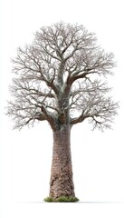 Obraz premium Majestic Baobab Tree with Striking Branches on White Background