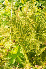 Lady fern or Athyrium Filix-Femina plant in Zurich in Switzerland 6.8.2025