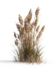 Fototapeta premium Elegant Pampas Grass Plant against a Minimalist White Background