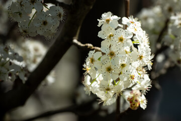Close-up view of white spring blossoms on a tree branch with dark blurred background.