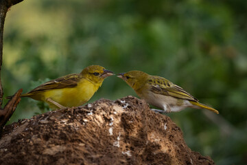 Pair of Baya Weaver Birds Interacting on Mud Mound in Natural Habitat