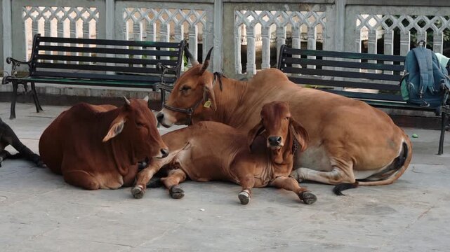 Three brown Indian Brown cows are resting peacefully together on concrete near benches in an urban village.