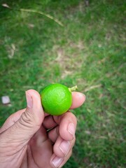 "Close-up of a hand holding a fresh green lime. The lime is a bright green color."